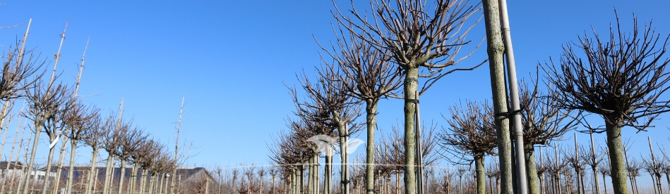 Bolbomen kopen | Gardline